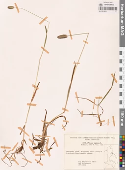 MAG 0018838