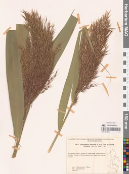 MAG 0018839