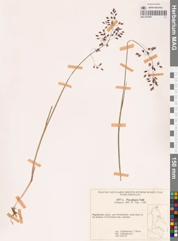 MAG 0018850