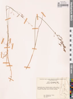 MAG 0018851