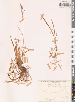 MAG 0018856