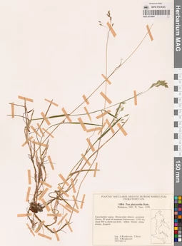 MAG 0018864