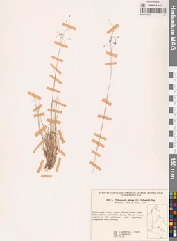 MAG 0018871