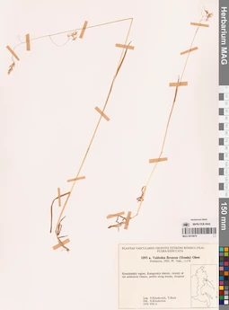 MAG 0018879