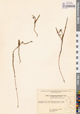 MAG 0018881