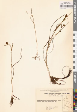 MAG 0018882