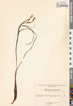 MAG 0018883