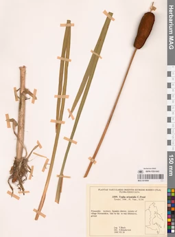 MAG 0018884