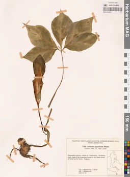 MAG 0018885