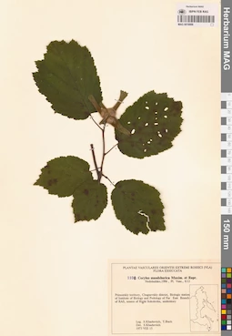 MAG 0018888