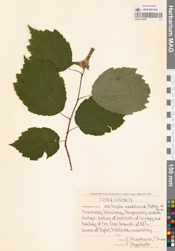 MAG 0018889