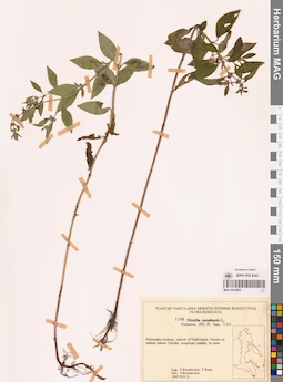 MAG 0018893