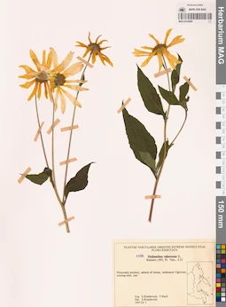MAG 0018895