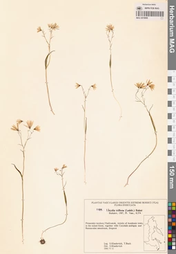 MAG 0018896