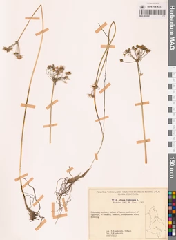 MAG 0018901