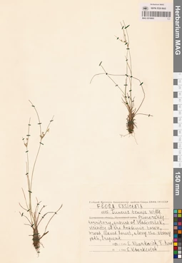 MAG 0018905