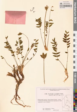 MAG 0018906