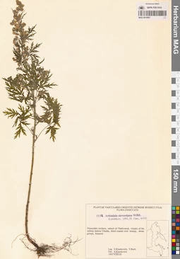 MAG 0018907