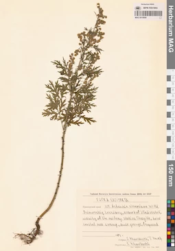 MAG 0018908