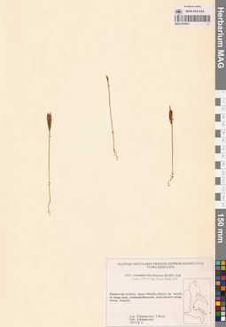 MAG 0018911