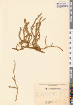 MAG 0018912