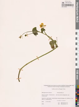 MAG 0016938