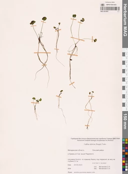 MAG 0016947