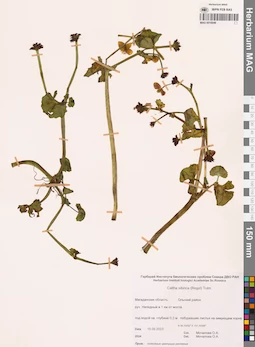 MAG 0016948