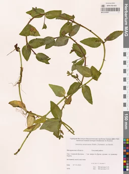 MAG 0016951