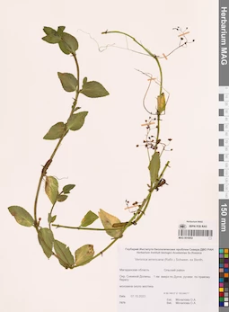 MAG 0016952