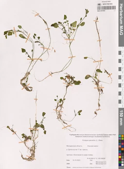 MAG 0016954
