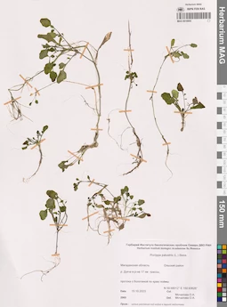 MAG 0016955