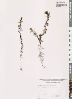 MAG 0016956