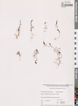 MAG 0016957