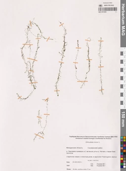 MAG 0016958