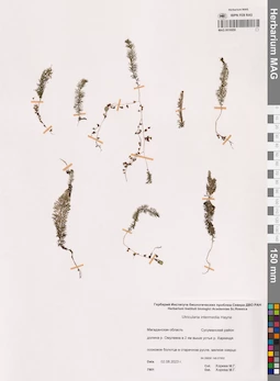 MAG 0016959