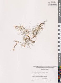 MAG 0016961