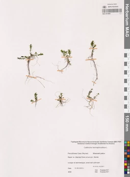 MAG 0016965