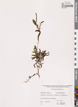 MAG 0016966