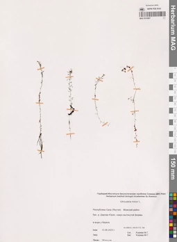 MAG 0016967