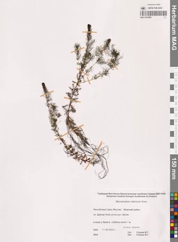 MAG 0016969