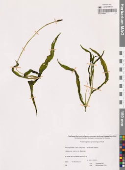 MAG 0016971