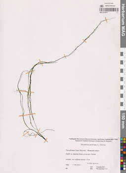 MAG 0016974