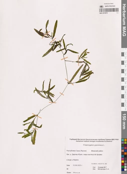 MAG 0016978