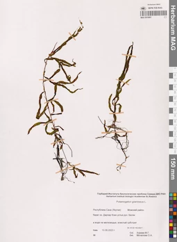 MAG 0016981