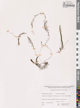 MAG 0016984