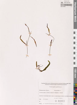 MAG 0016985
