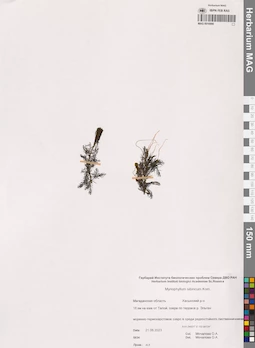 MAG 0016990