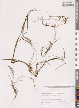 MAG 0016995