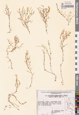 MAG 0018913